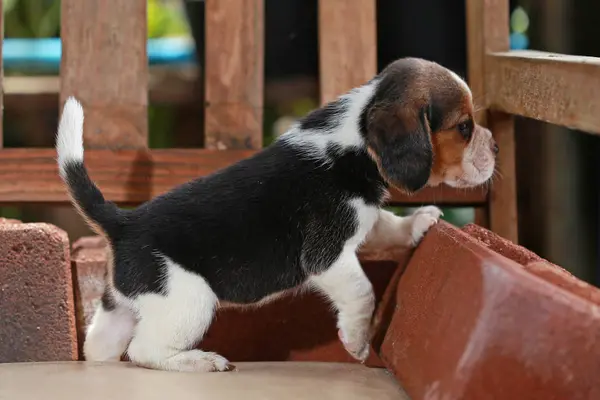 Beagle puppy sit and play on wood chair — Stock Photo, Image