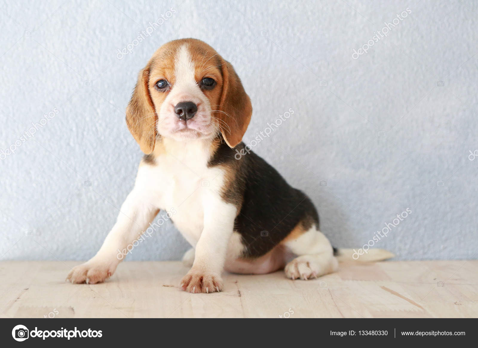 かわいいビーグル子犬の犬が上を見て ストック写真 C S Thanawathreborn Gmail Com