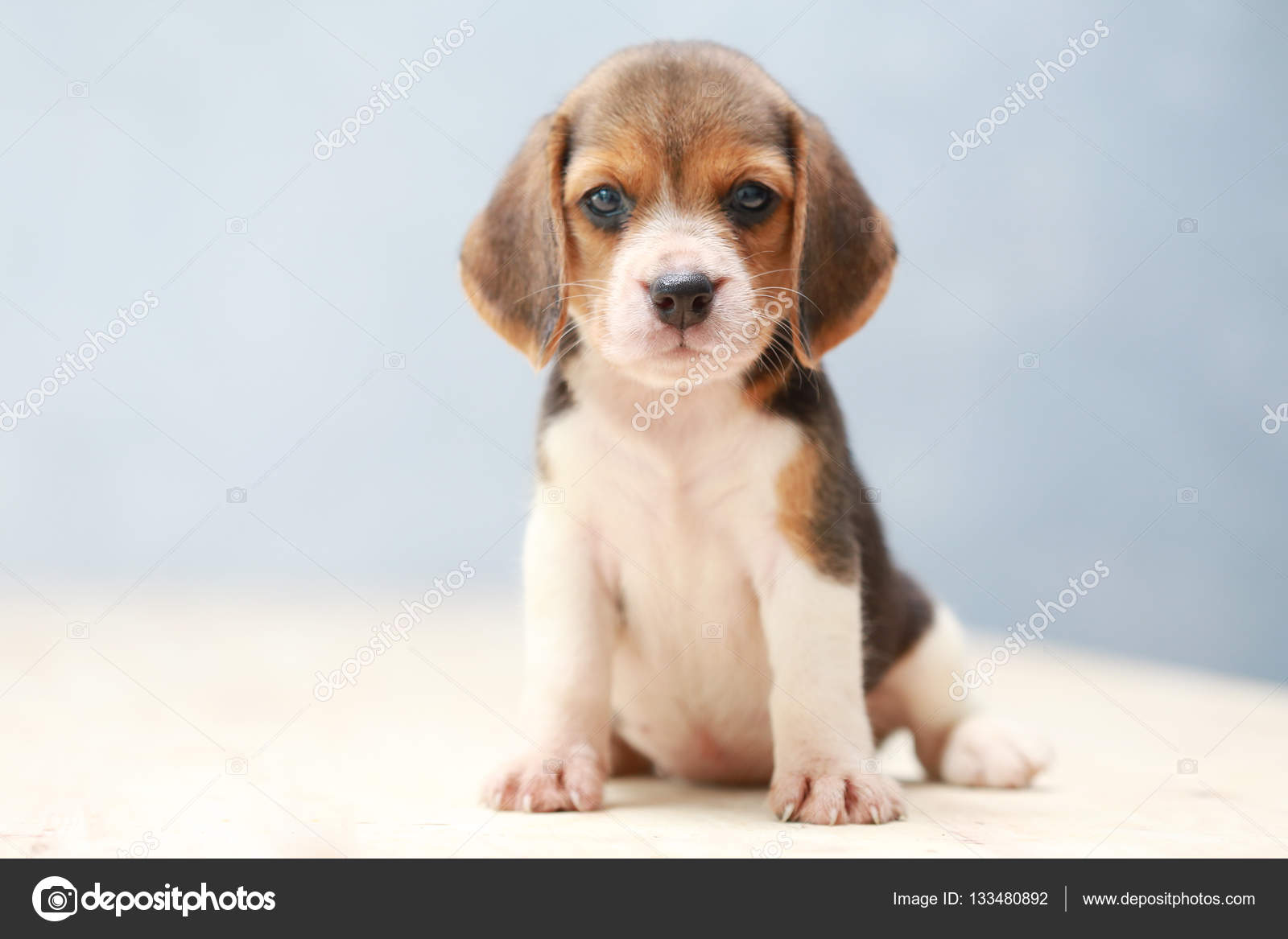 Small cute beagle puppy dog looking up Stock Photo by ©S ...