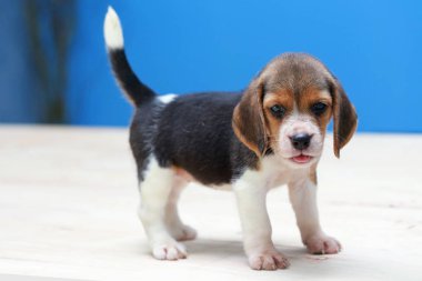 Küçük sevimli köpek yavrusu yukarı bakıyor