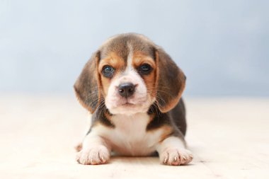 Küçük sevimli köpek yavrusu yukarı bakıyor