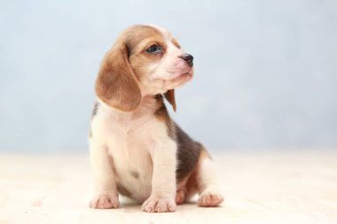 Küçük sevimli köpek yavrusu yukarı bakıyor