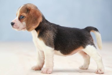 Küçük sevimli köpek yavrusu yukarı bakıyor