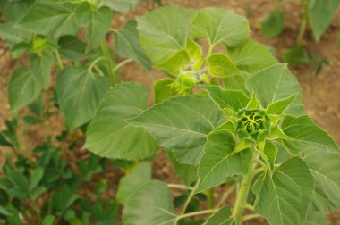 Ayçiçeği ayçiçeği alanında yakın çekim