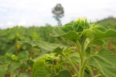 Ayçiçeği ayçiçeği alanında yakın çekim
