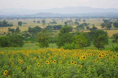 Ayçiçeği ayçiçeği alanında yakın çekim