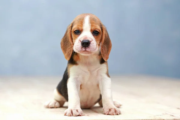 Kleiner niedlicher Beagle Welpe Hund, der nach oben schaut — Stockfoto