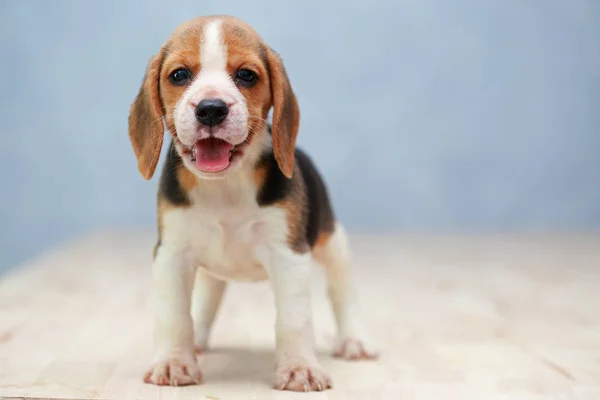 Pequeño lindo perrito beagle mirando hacia arriba — Foto de Stock