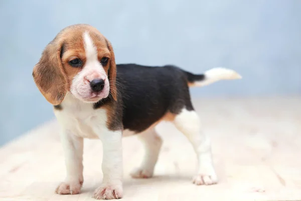 Kleiner niedlicher Beagle Welpe Hund, der nach oben schaut — Stockfoto