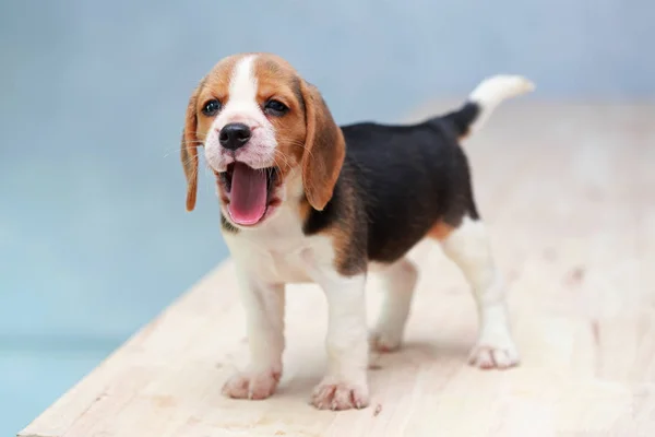 Küçük sevimli köpek yavrusu yukarı bakıyor