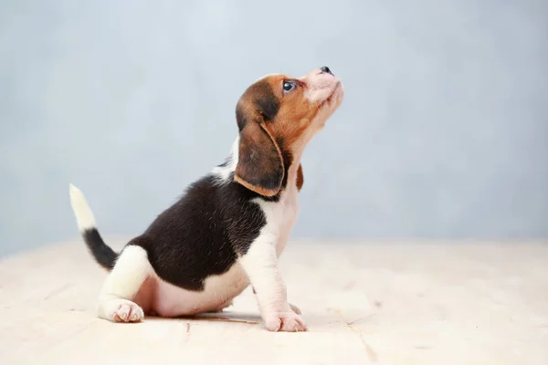 Küçük sevimli köpek yavrusu yukarı bakıyor