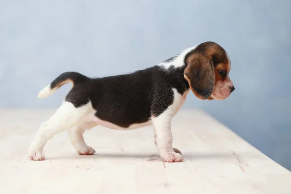 Kleine schattig beagle puppy hond op zoek omhoog — Stockfoto