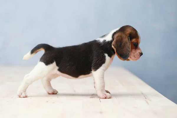 Pequeño lindo perrito beagle mirando hacia arriba —  Fotos de Stock