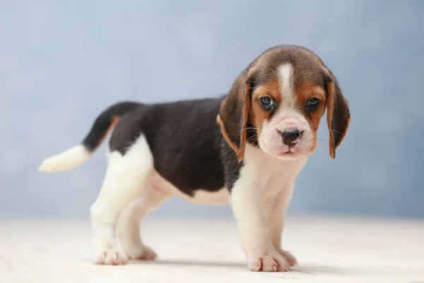 Kleiner niedlicher Beagle Welpe Hund, der nach oben schaut — Stockfoto