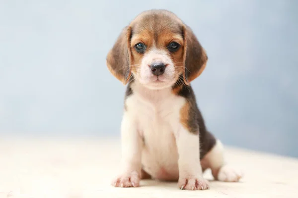 Kleine schattig beagle puppy hond op zoek omhoog — Stockfoto