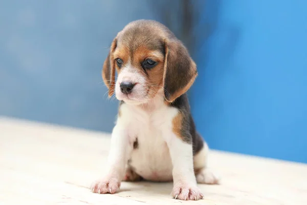 Anjing anjing beagle kecil yang lucu melihat ke atas — Stok Foto