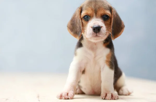 Small cute beagle puppy dog looking up — Stock Photo, Image