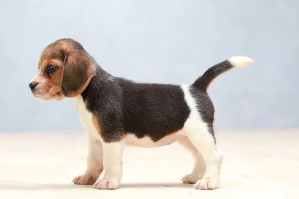 Pequeño lindo perrito beagle mirando hacia arriba —  Fotos de Stock