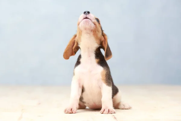 Kleine schattig beagle puppy hond op zoek omhoog — Stockfoto