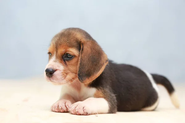 Liten söt beagle valp hund tittar upp — Stockfoto