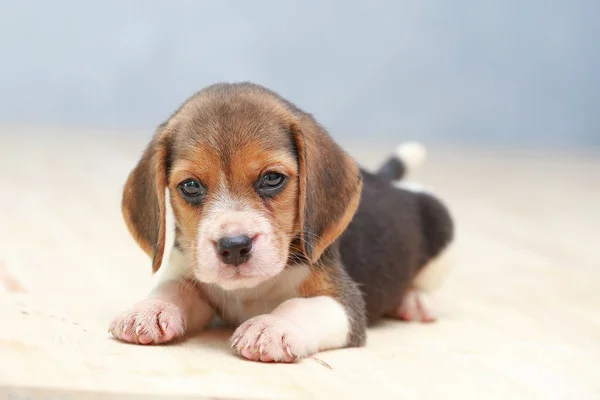 Маленький милый щенок-пёс смотрит вверх — стоковое фото