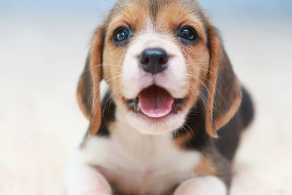 Pequeño lindo perrito beagle mirando hacia arriba — Foto de Stock