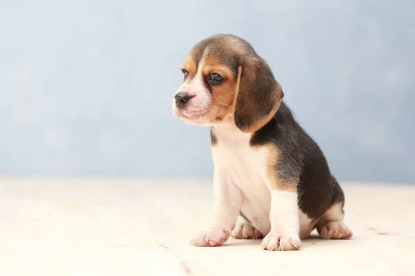 Kleiner niedlicher Beagle Welpe Hund, der nach oben schaut — Stockfoto