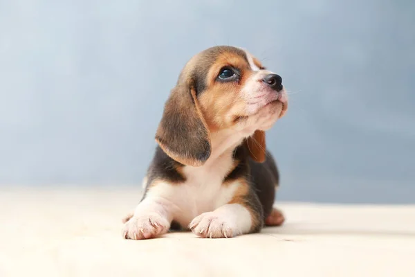 Kleiner niedlicher Beagle Welpe Hund, der nach oben schaut — Stockfoto