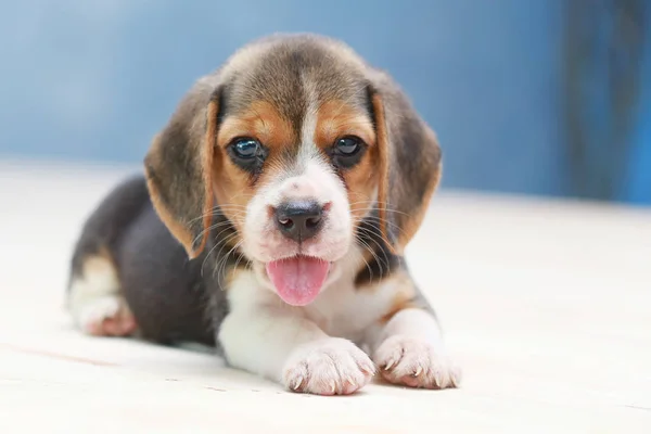 Pequeno bonito beagle cachorro cão olhando para cima — Fotografia de Stock