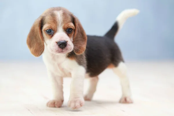 Kleiner niedlicher Beagle Welpe Hund, der nach oben schaut — Stockfoto