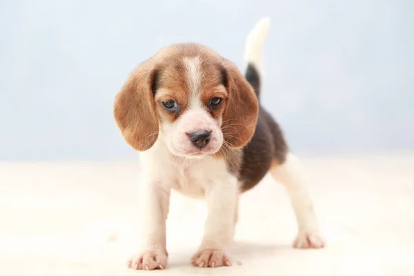 Anjing anjing beagle kecil yang lucu melihat ke atas — Stok Foto