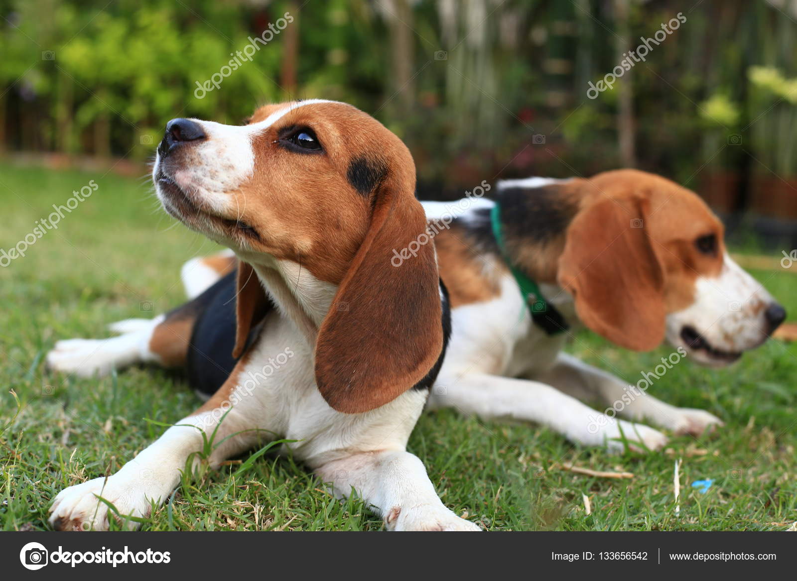 Backyard beagles hot sale