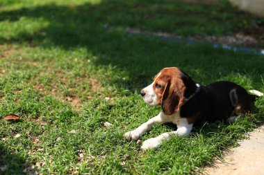 Şirin Beagles arka bahçesinde oynarken