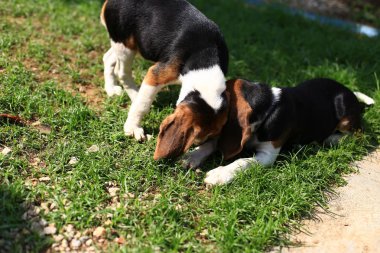 Şirin Beagles arka bahçesinde oynarken