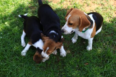Şirin Beagles arka bahçesinde oynarken