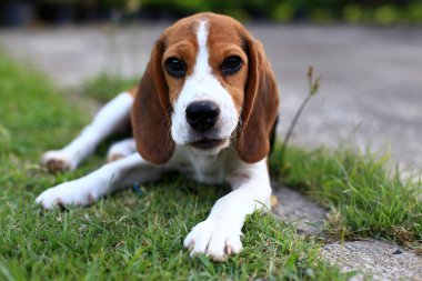 Şirin Beagles arka bahçesinde oynarken