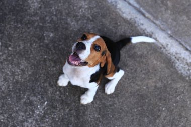 Şirin Beagles arka bahçesinde oynarken
