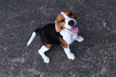 Şirin Beagles arka bahçesinde oynarken