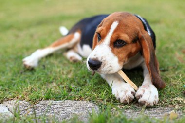 Şirin Beagles arka bahçesinde oynarken