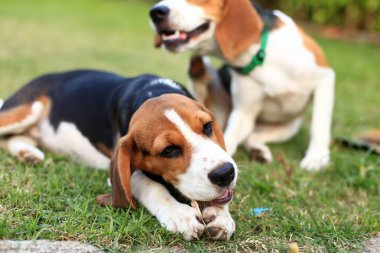 Şirin Beagles arka bahçesinde oynarken