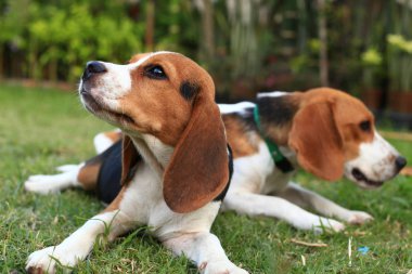 Şirin Beagles arka bahçesinde oynarken