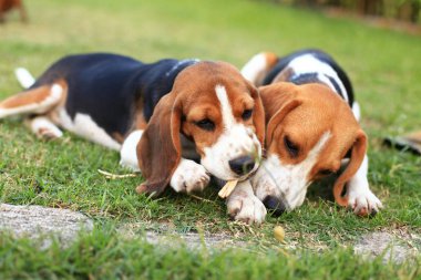 Şirin Beagles arka bahçesinde oynarken