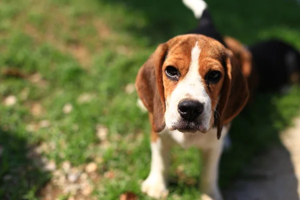 可爱的小猎犬在后院玩 — 图库照片