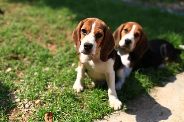 Şirin Beagles arka bahçesinde oynarken