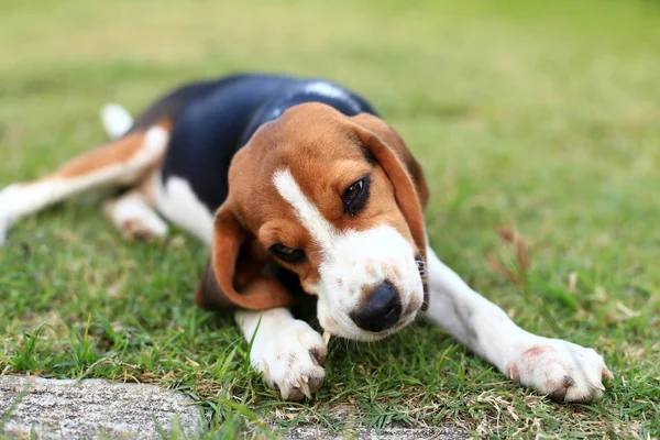 Ładny Beagle grając na podwórku — Zdjęcie stockowe