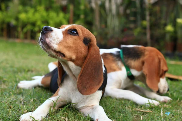 Söt Beagles spelar i bakgård — Stockfoto