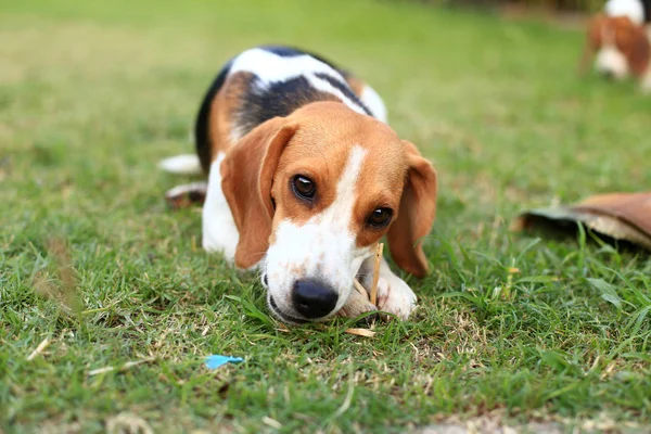 Schattig Beagles spelen in achtertuin — Stockfoto