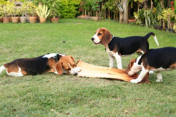 Ładny Beagle grając na podwórku — Zdjęcie stockowe