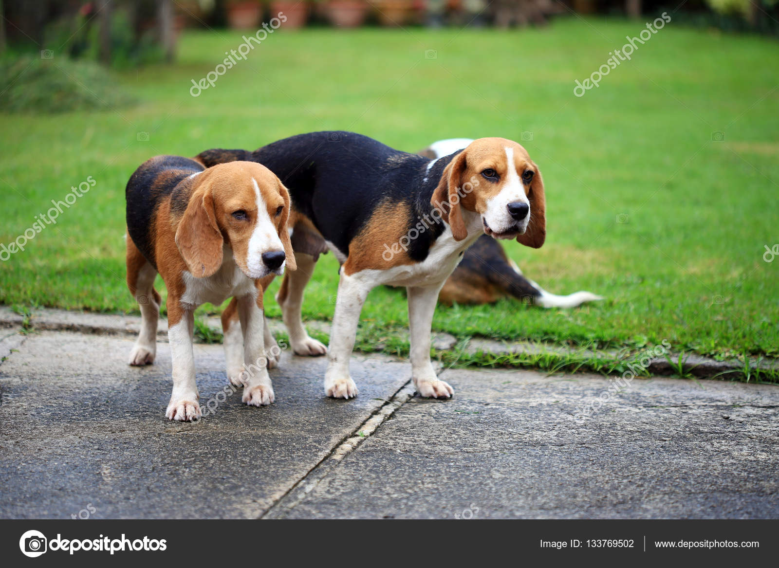 Deux Beagle Pure Race De Chien Faisant Lamour Dans Un