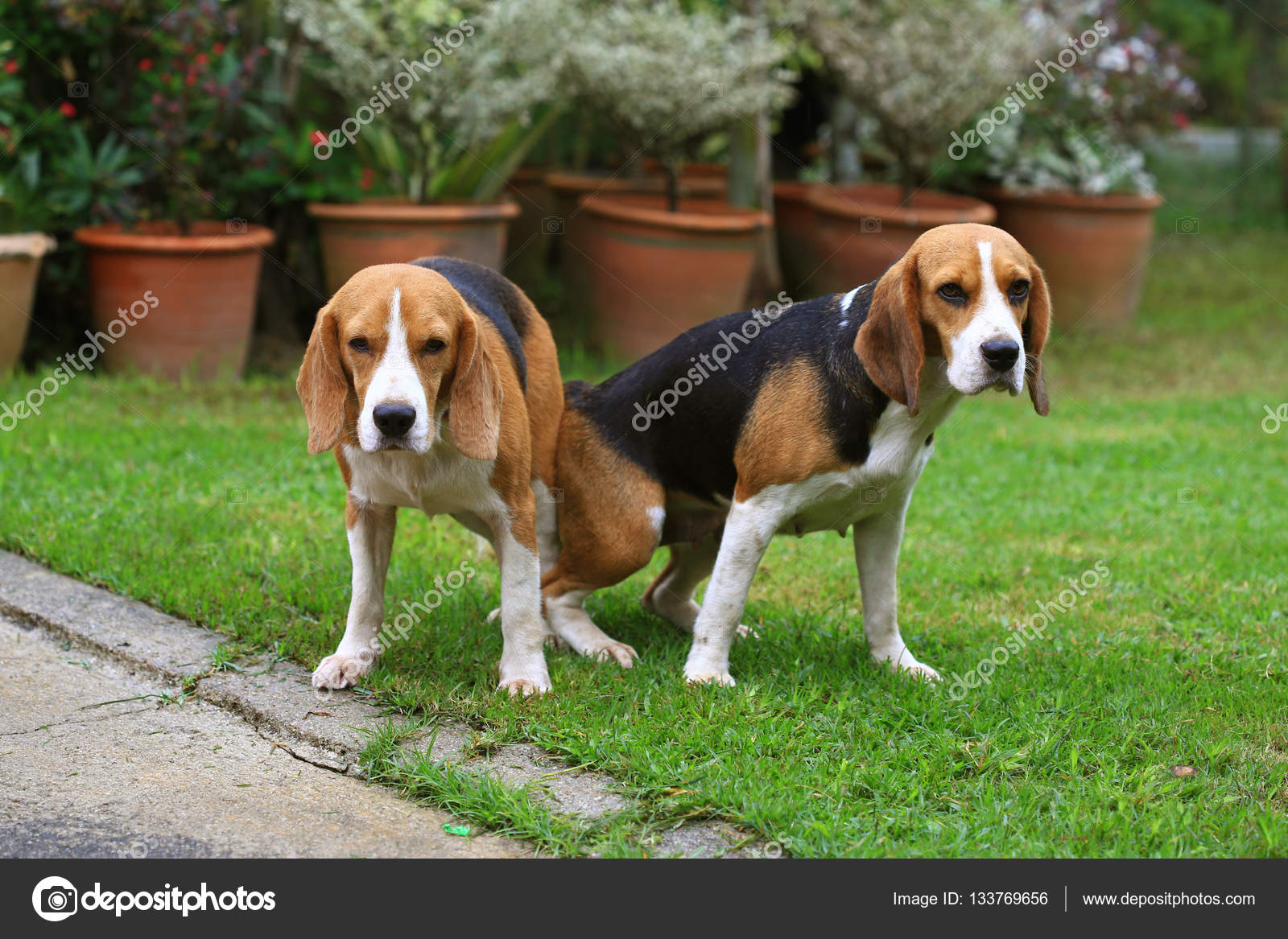 Толық қыз бен семіз жігітпен порно